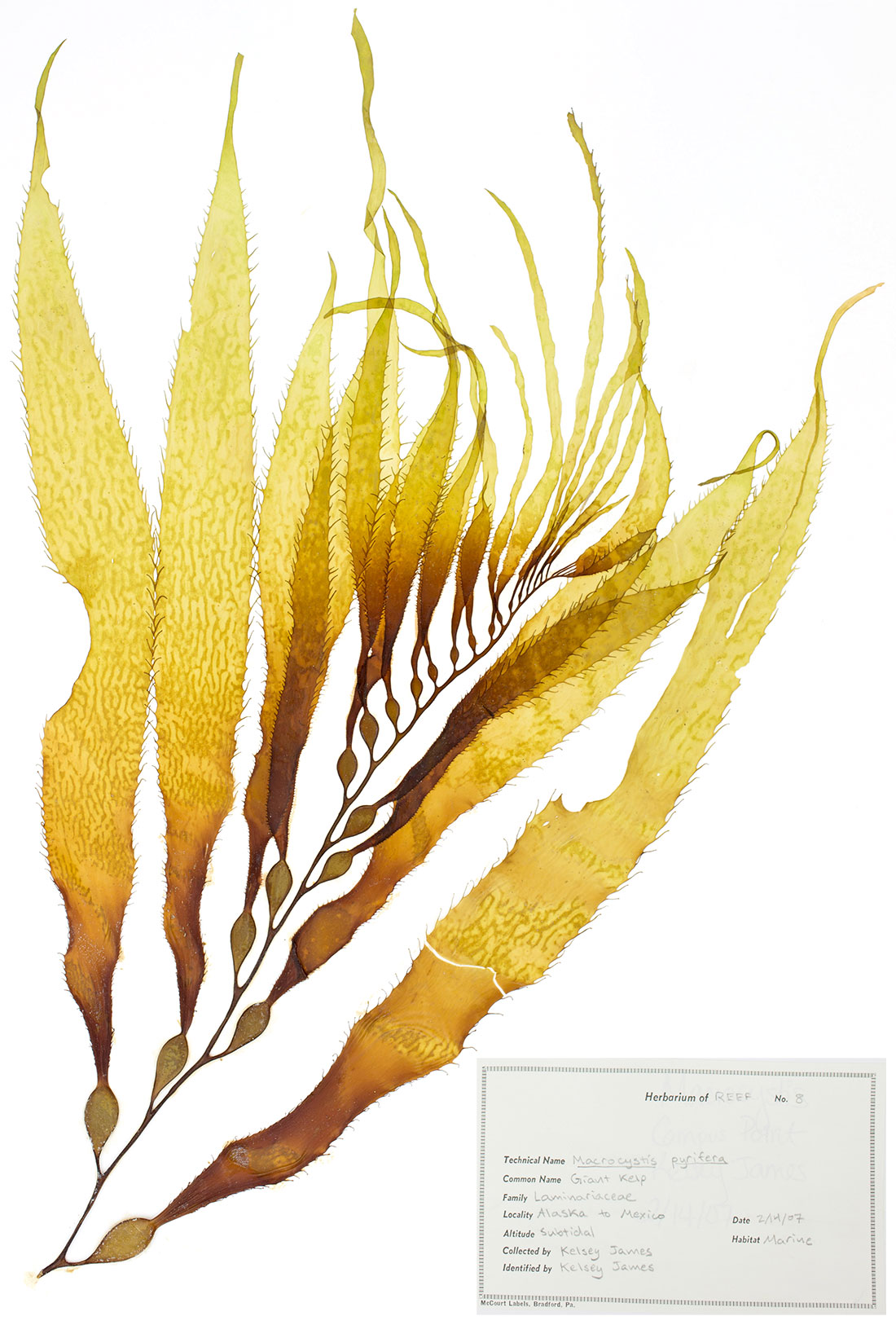 Erbario marino fotografato da Tom Boyd