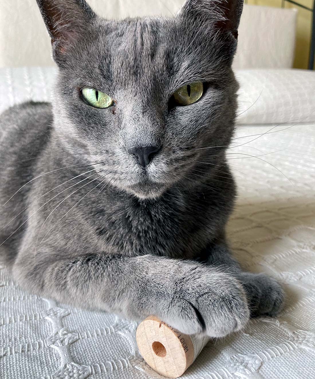 La gatta più bella e volitiva che sia mai esistita, Nebbia 