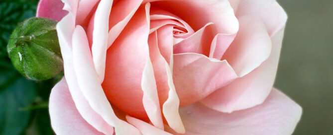 Rosa di colore chiaro, in piena fioritura