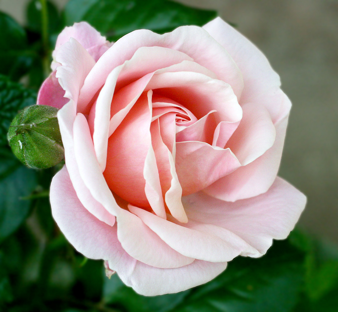 Rosa di colore chiaro, in piena fioritura